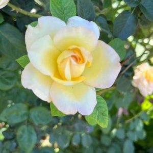 Meet your Posher, Deborah